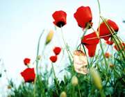 کاروان مظلوم حسین به کربلا رسیده