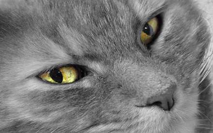 تصوير سياه و سفيد صورت يک گربه با چشمان زرد از نماي بسيار نزديک