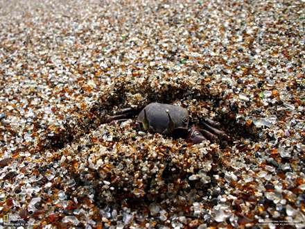 تصويري از يک خرچنگ زير سنگريزه ها وماسه