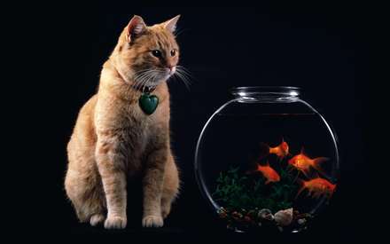گربه اي کنار تنگ پر از ماهي قرمز