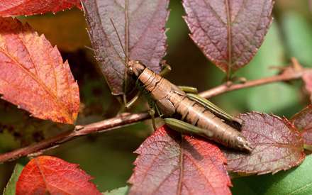 ملخي روي برگهاي قرمز