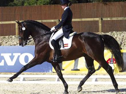 تصويري از يک سوارکار بر روي اسب در حال سوار کاري