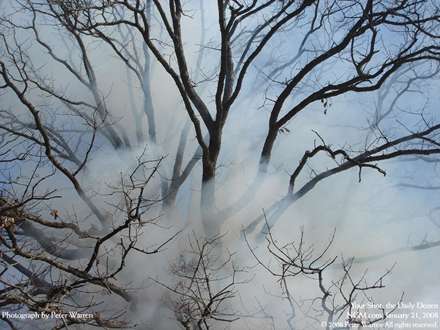 درخت خشکيده در ميان مه غليظ