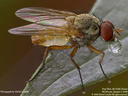 نماي نزديک از يک مگس