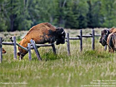 پريدن يک بوفالوي آمريکايي از روي حصار