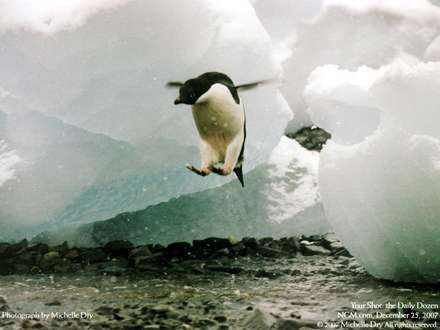 تصوير جالب از پريدن يک پنگوئن از روي يخ هاي درحال ذوب شدن