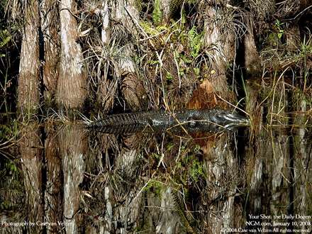 تمساح در برکه آب