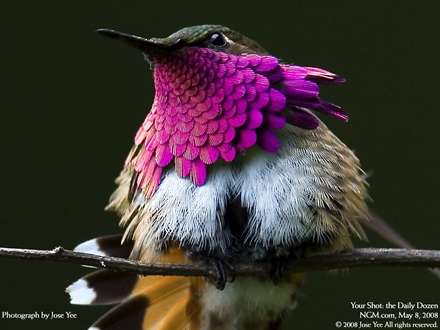 مرغ مگس ياقوت‌گردن