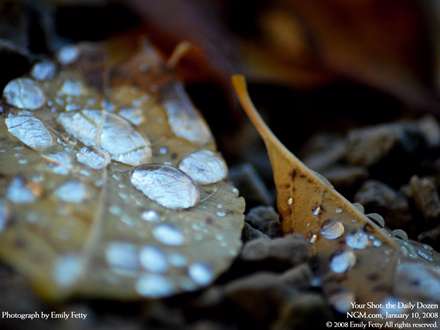 شبنم صبحگاهي که روي برگهاي خشک