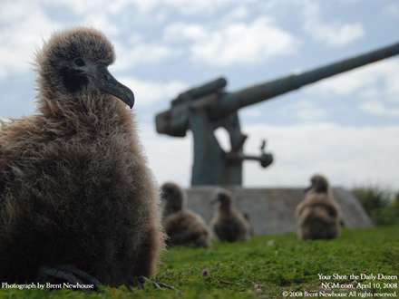 جوجه مرغ دريايي آلباتروس