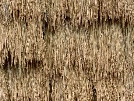 شاخه هاي  گندم دسته بندي شده