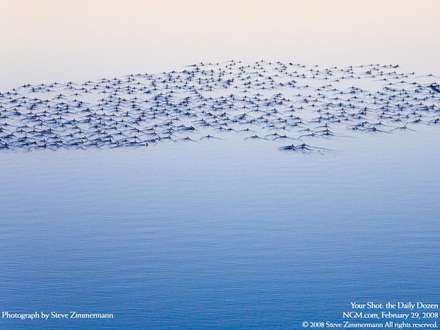 گله مرغابي درحال شنا در درياچه