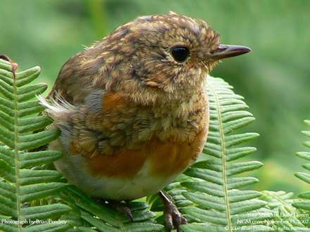 پرنده اي زيبا به نام robin