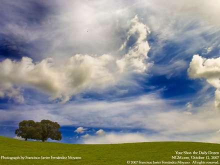 دو درخت بلوط در کشتزار