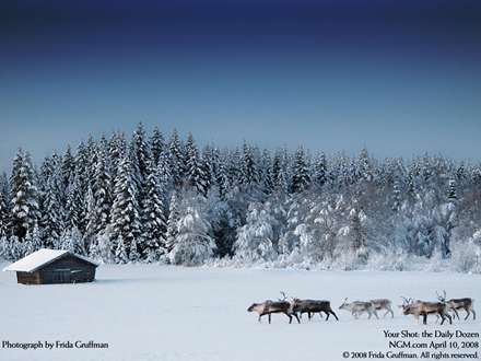 يک گله گوزن شمالي در جنگل کاج در زمستان سرد
