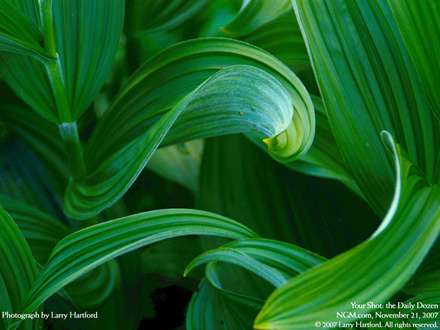 نماي نزديک از برگهاي پيچ در پيچ