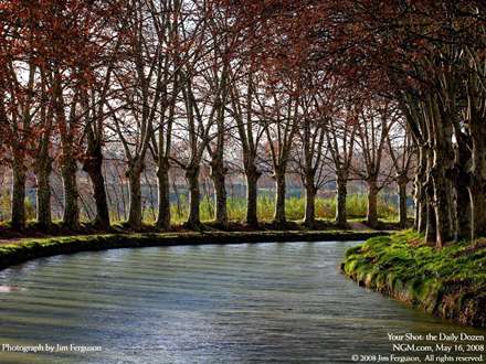 منظره درختان يک شکل