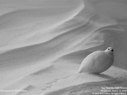باقرقره سفيد در ميان برف