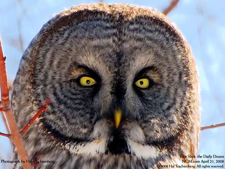 نماي نزديک از يک جغد