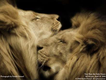 دو شير نر بزرگ