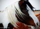 نمايي نزديک از اسب زيبا با چشمان آبي