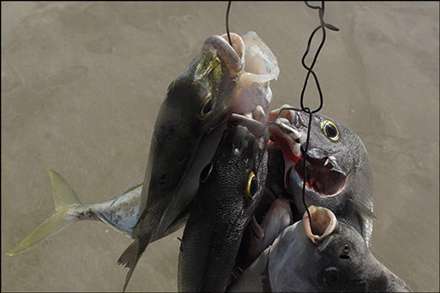 صيد تفريحي ماهي با نيزه در قشم