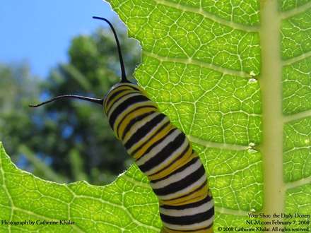 لارو پروانه شهريار درحال برگ خوردن