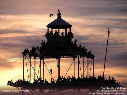 قره غاز ها در غروب آفتاب