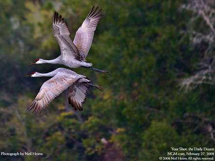 پرواز دو Sandhill Crane (نوعي از درناي آمريکايي)