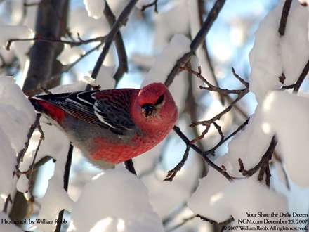 پرنده در ميان شاخه هاي پوشيده شده از برف