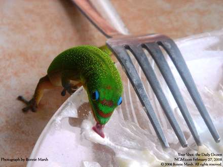 مارمولک سبز درحال ناخنک زدن به غذا