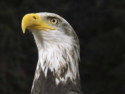 نيمرخ يک عقاب گر از نماي نزديک