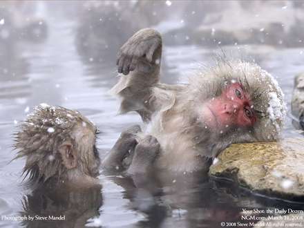 دوميمون در حال حمام کردن در چشمه آب گرم