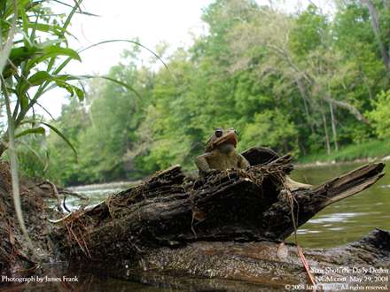 يک وزغ آمريکايي بالاي يک تنه درخت در کنار رودخانه