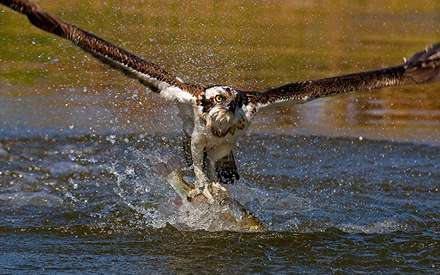عقابي در حال شکار ماهي