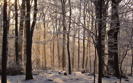 درختان پوشيده شده از برف