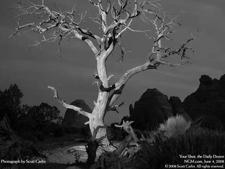 درخت در صحرا يوتا در نيمه شب