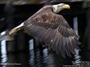عقاب سرتاس درحال پرواز