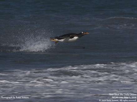 شيرجه پنگوئن