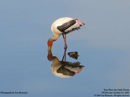 نوعي لک لک در برکه آب