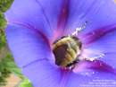 زنبور عسل درحال جمع کردن شهد گل