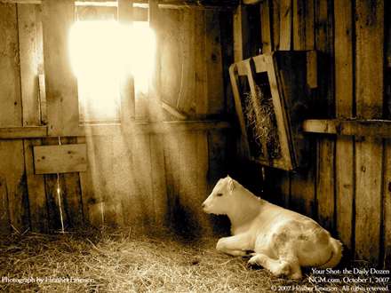 تصوير يک گوساله سفيد