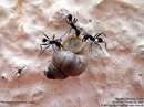 سه مورچه در حال حمل يک حلزون