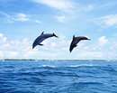 دلفين ها در حال پرش