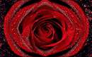 گل رز قرمز با قطرات ريز شبنم