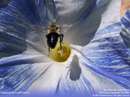 زنبور عسل درحال جمع کردن شهد گل