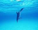 دلفين در اقيانوس