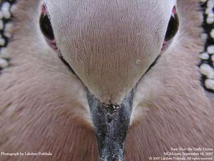 تصوير بسيار نزديک از يک کبوتر زيبا