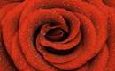 گل رز قرمز با قطرات ريز شبنم