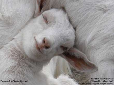 تصوير يک بزغاله ناز و سفيد